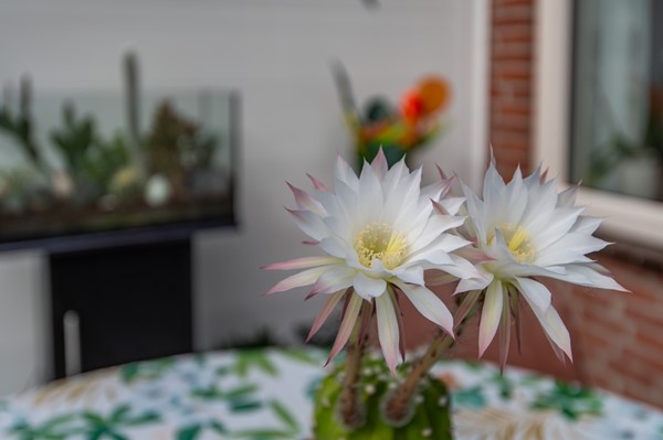 Medium property photo - Lizzy Ansinghstraat 20, 2135 TM Hoofddorp